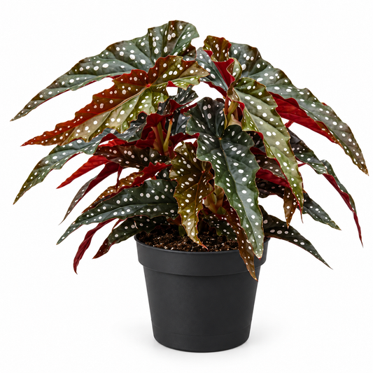 35cm Begonia Maculata Black Forest 14cm Pot House Plant