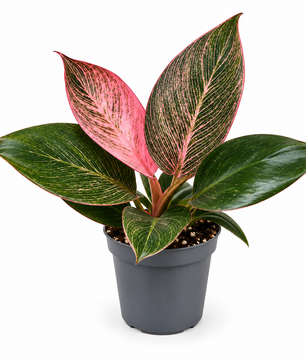 Philodendron Pink Birkin 6cm Pot Houseplant