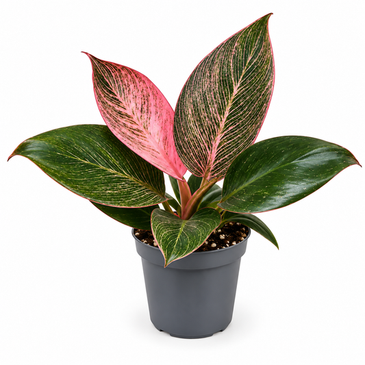 Philodendron Pink Birkin 6cm Pot Houseplant