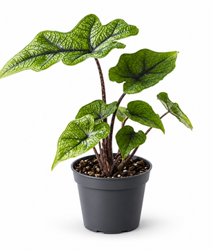 Alocasia 'Jacklyn' Elephant Ear 6cm Pot House Plant