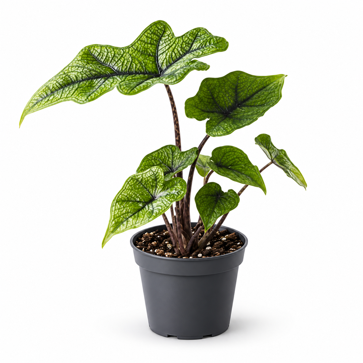 Alocasia 'Jacklyn' Elephant Ear 6cm Pot House Plant