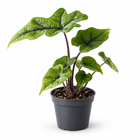 Alocasia 'Jacklyn' Elephant Ear 6cm Pot House Plant