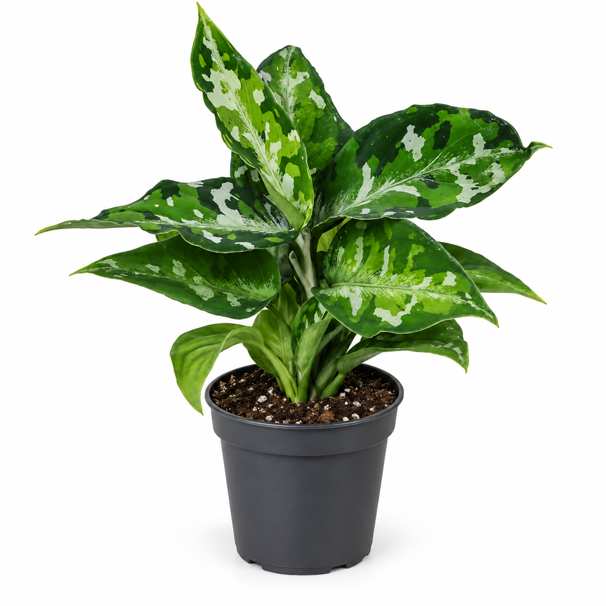 Aglaonema pictum 'Tricolor' 6cm Pot Baby House Plant