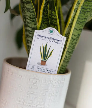 Houseplant Care Tags