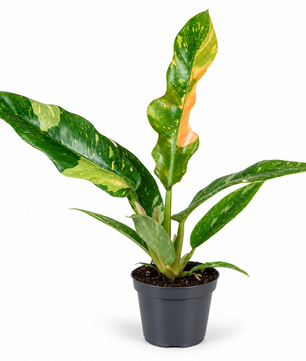 15 - 20cm Philodendron 'Ring of Fire' 6cm Pot House Plant