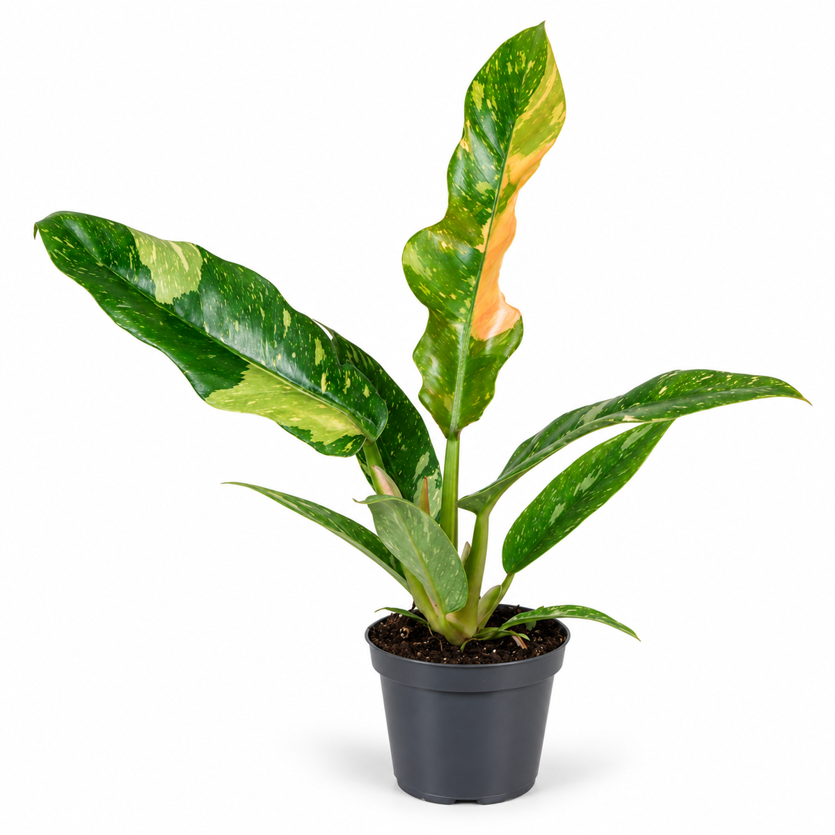 15 - 20cm Philodendron 'Ring of Fire' 6cm Pot House Plant