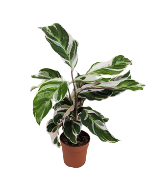 Calathea White Fusion Prayer Plant House Plant 7cm Pot