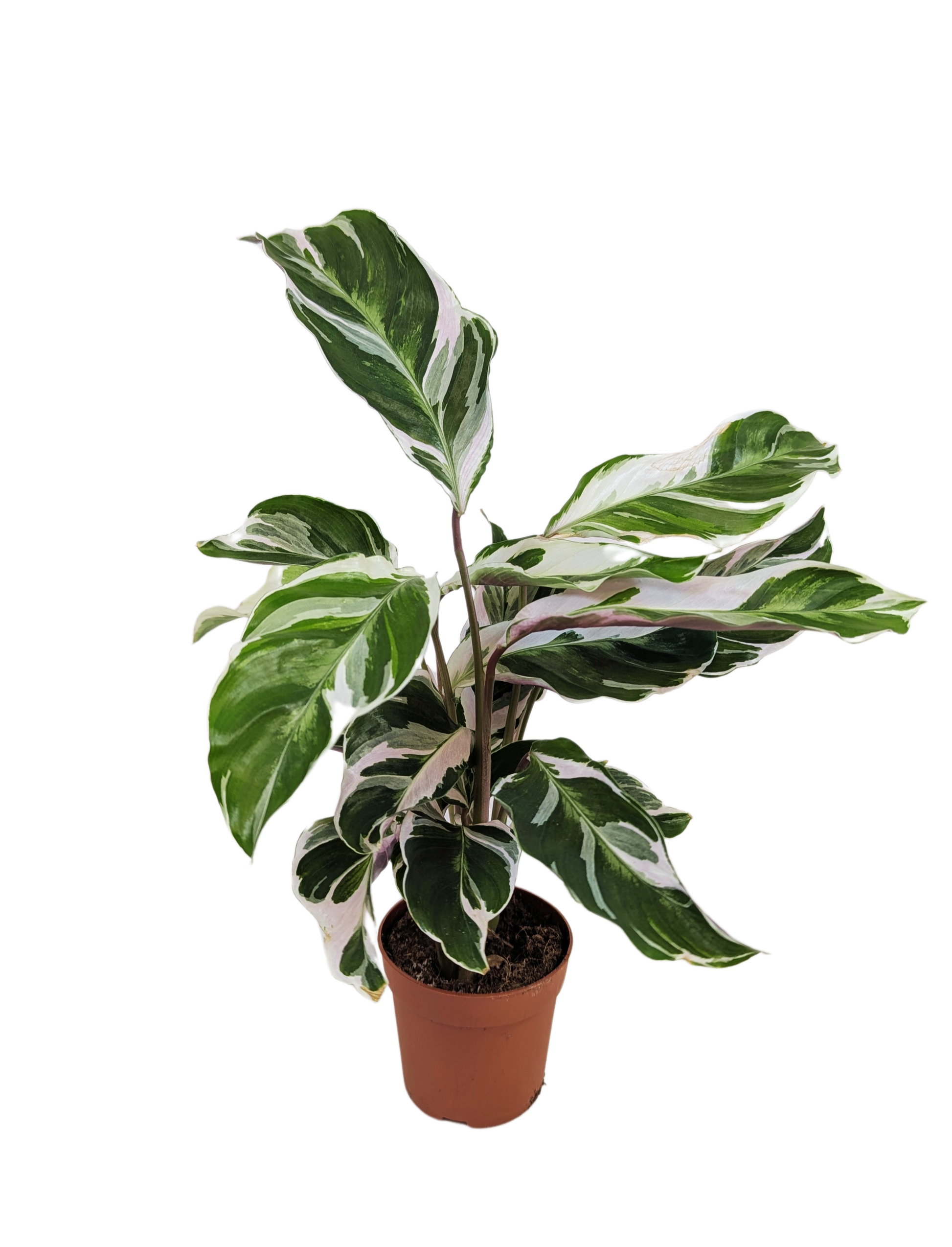 Calathea White Fusion Prayer Plant House Plant 7cm Pot