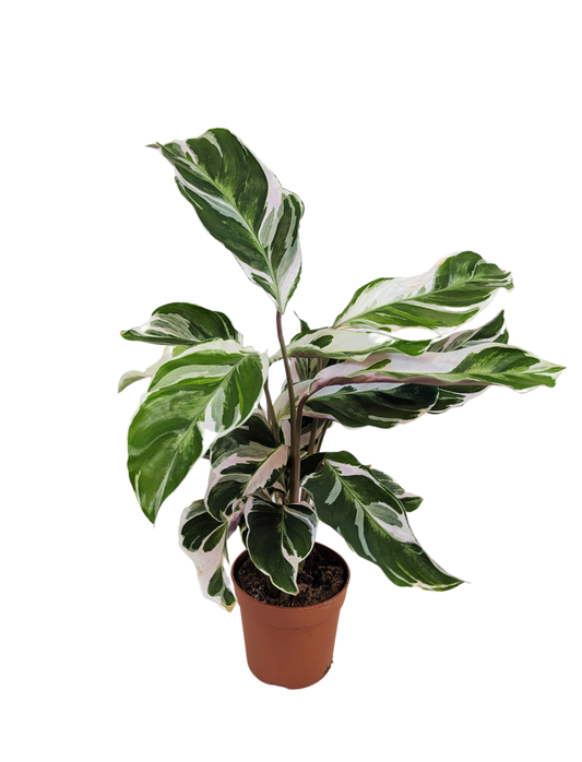 Calathea White Fusion Prayer Plant House Plant 7cm Pot