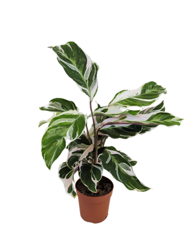 Calathea White Fusion Prayer Plant House Plant 7cm Pot