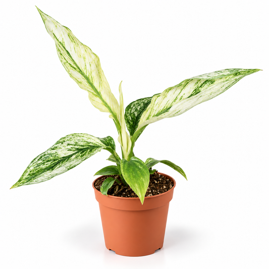 Spathiphyllum 'Sensation' Variegated Peace Lily 6cm Pot Houseplant