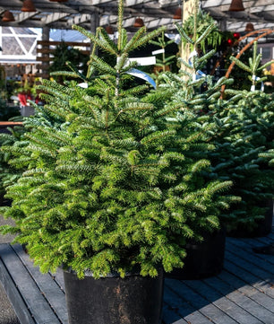4-5ft Premium Nordmann Fir Christmas Tree
