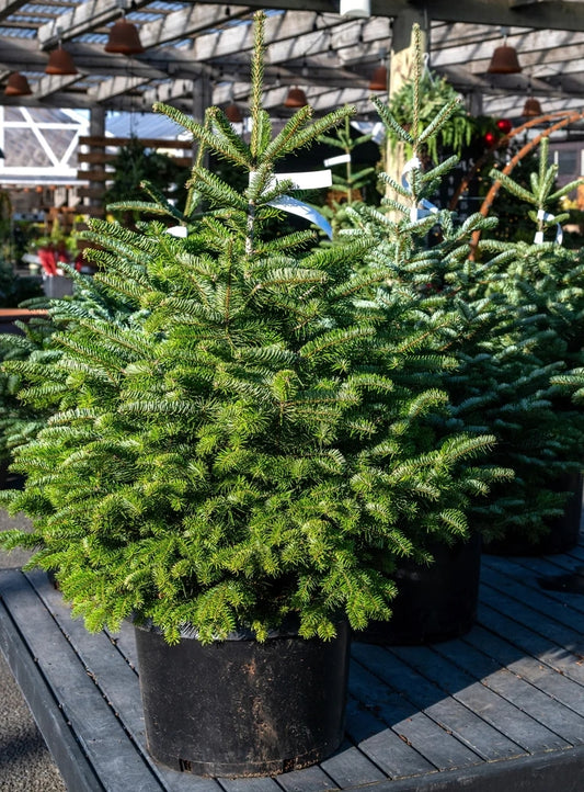 4-5ft Premium Nordmann Fir Christmas Tree
