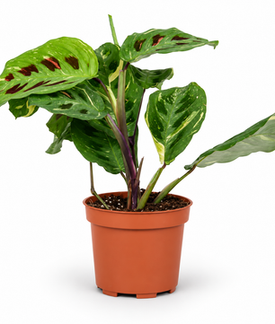 Maranta Leuconeura Variegata 12cm Pot House Plant