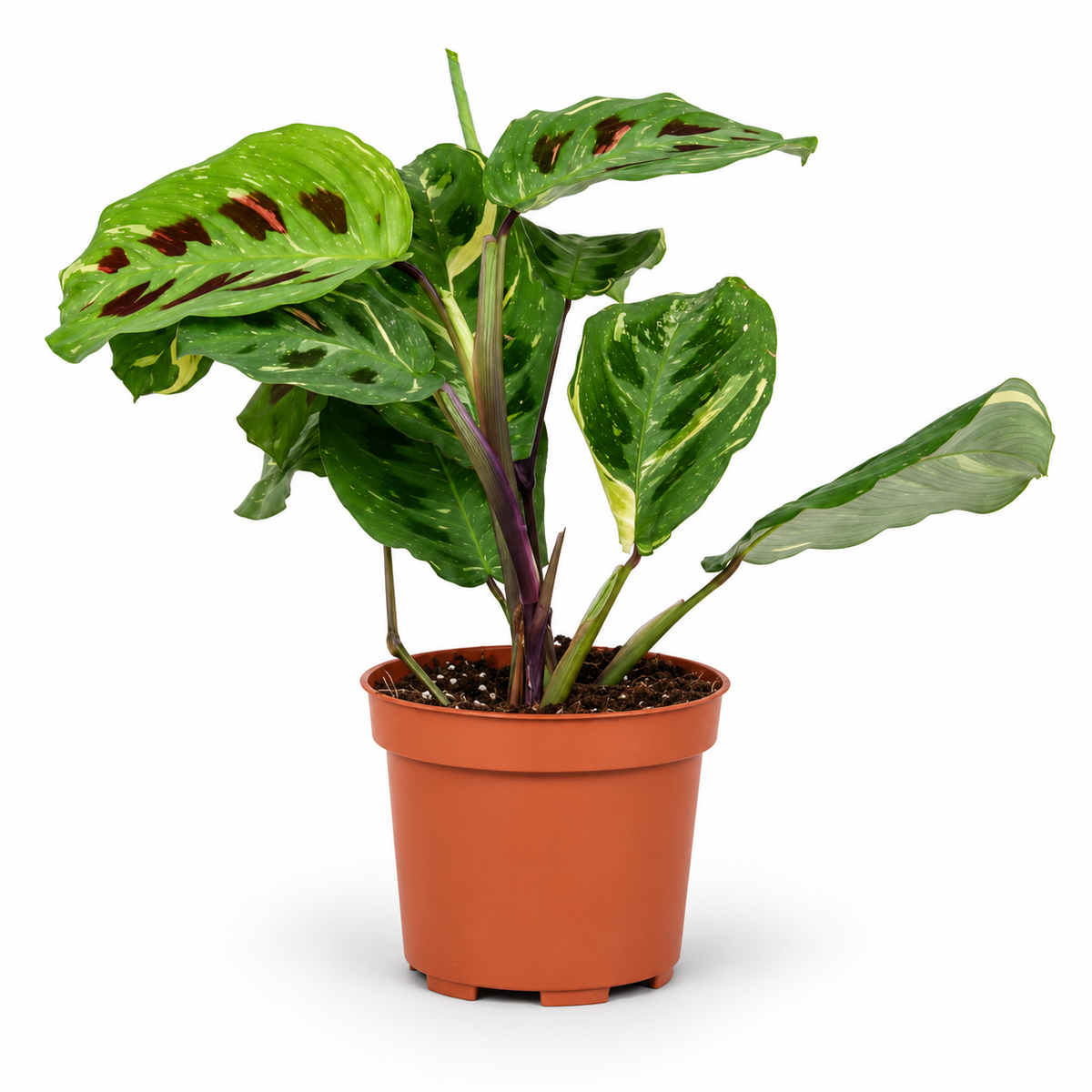 Maranta Leuconeura Variegata 12cm Pot House Plant