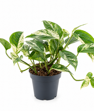 Epipremnum Pinnatum Marble Variegated 12cm Pot House Plant