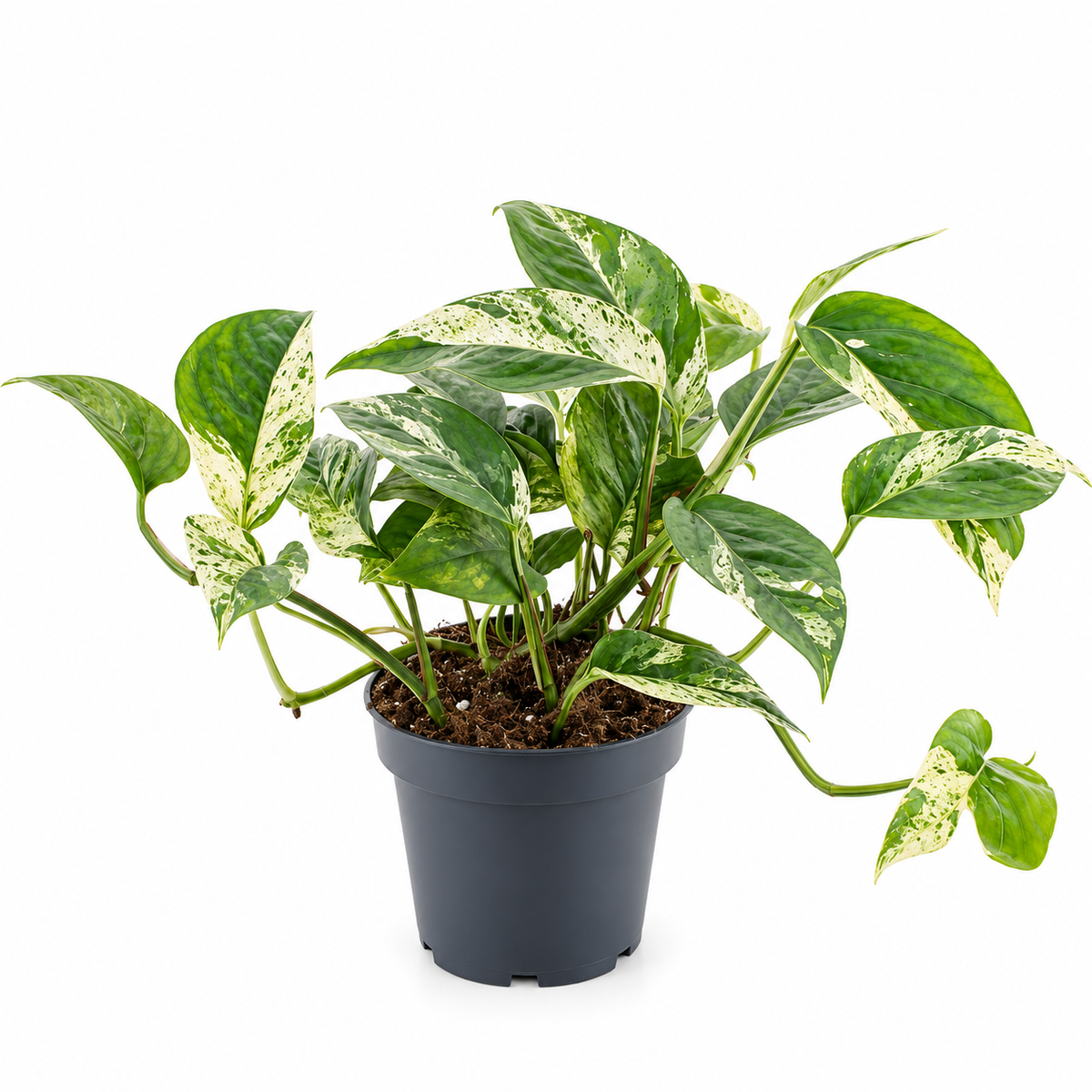Epipremnum Pinnatum Marble Variegated 12cm Pot House Plant