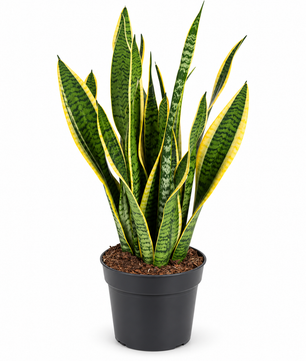 70 - 90cm Sansevieria Laurentii Snake 21cm Pot House Plant