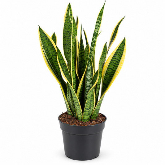 70 - 90cm Sansevieria Laurentii Snake 21cm Pot House Plant