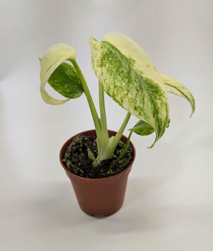Monstera Mint 6cm Pot Baby Collectors Houseplant