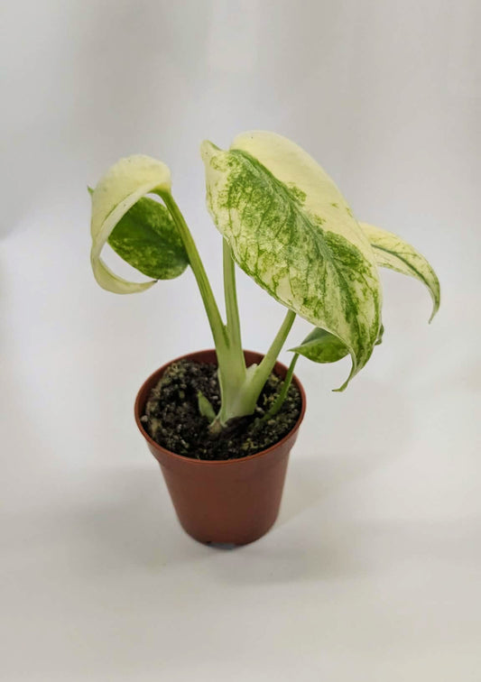 Monstera Mint 6cm Pot Baby Collectors Houseplant