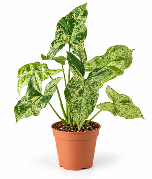 25 - 40cm Syngonium Mottled Mojito 12cm Pot Houseplant