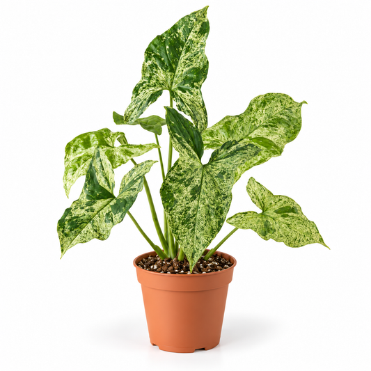 25 - 40cm Syngonium Mottled Mojito 12cm Pot Houseplant