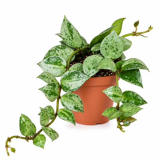Hoya Krohniana ‘Eskimo’ 6cm Pot Houseplant