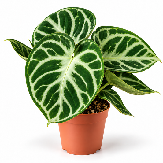 Anthurium Crystallinum 'Silver Blush' 12cm Pot Houseplant