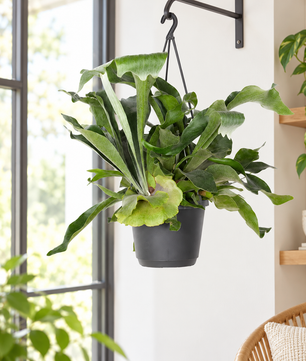 Staghorn Fern in Hanging Pot Platycerium Bifurcatum
