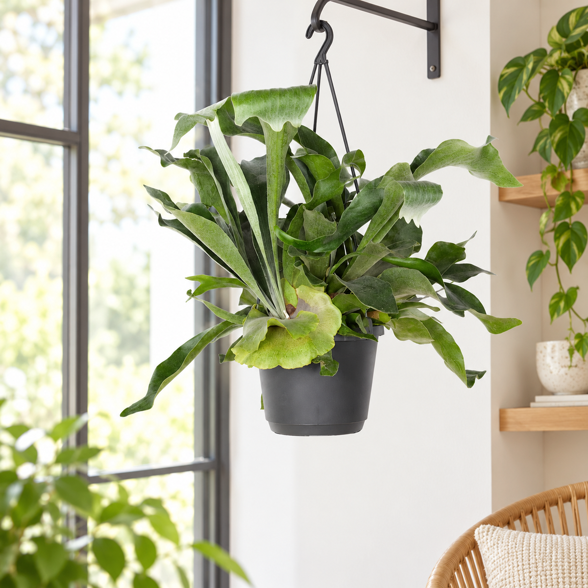 Staghorn Fern in Hanging Pot Platycerium Bifurcatum