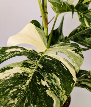 Monstera Deliciosa Albo Varigated Cheeseplant 17cm Pot