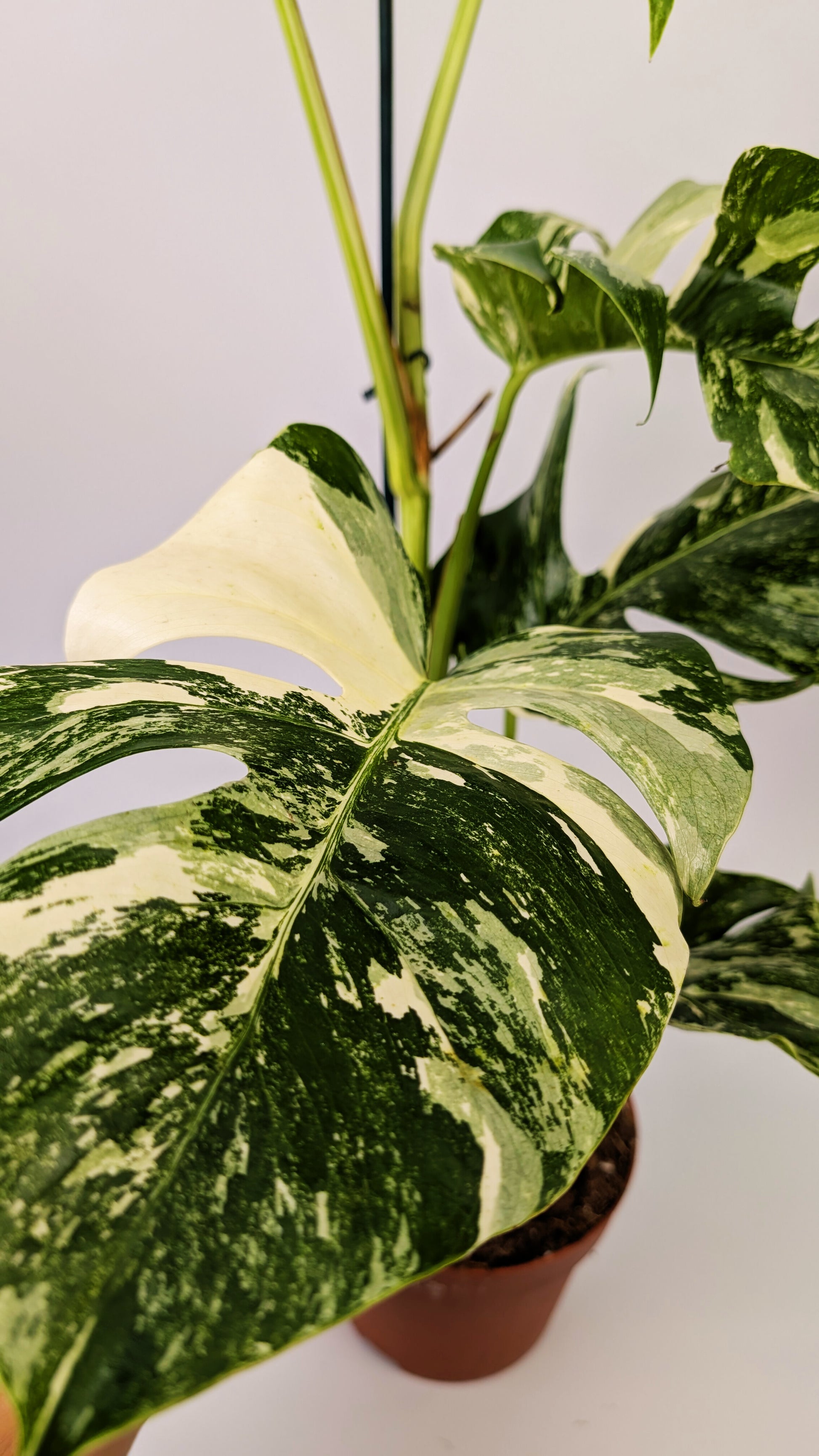 Monstera Deliciosa Albo Varigated Cheeseplant 17cm Pot