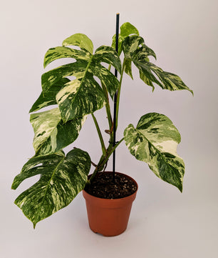 monstera deliciosa albo variegata uk Monstera Deliciosa Albo Varigated Cheeseplant 17cm Pot – The Plant Emporium