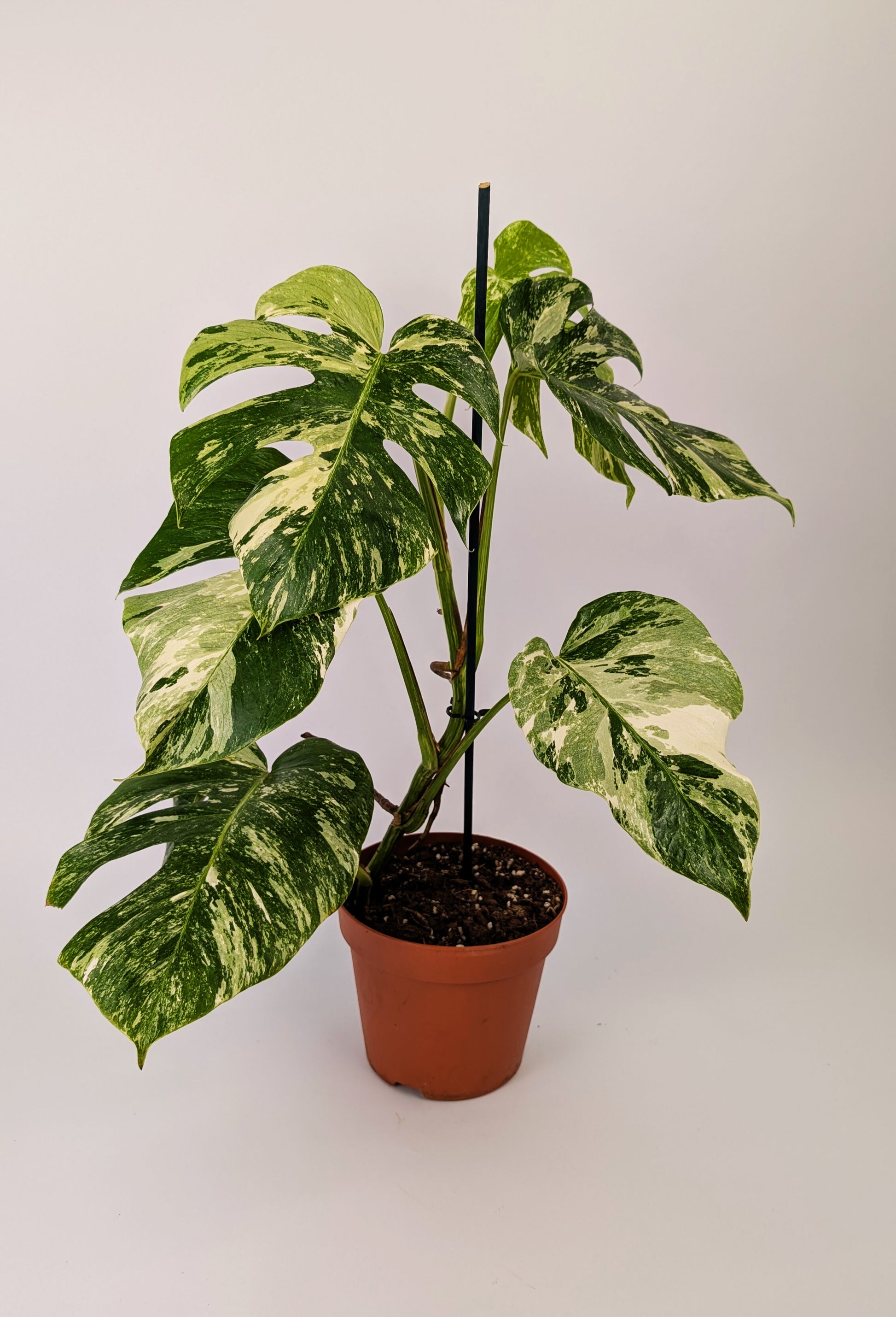 Monstera Deliciosa Albo Varigated Cheeseplant 17cm Pot