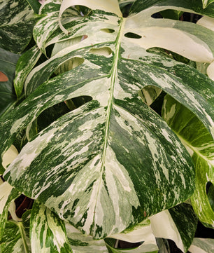 Monstera Deliciosa Albo Varigated Cheeseplant 17cm Pot