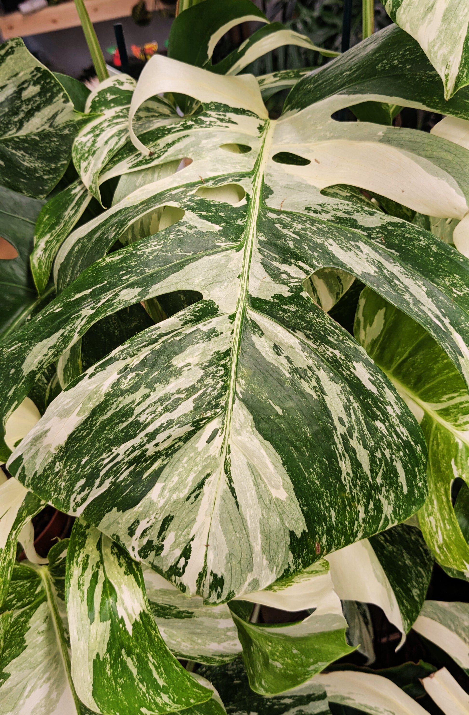 monstera deliciosa albo variegata uk Monstera Deliciosa Albo Varigated Cheeseplant 17cm Pot – The Plant Emporium