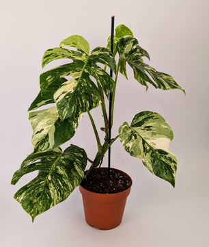 Monstera Deliciosa Albo Varigated Cheeseplant 17cm Pot