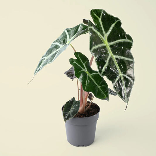 Alocasia Dwarf Amazonica