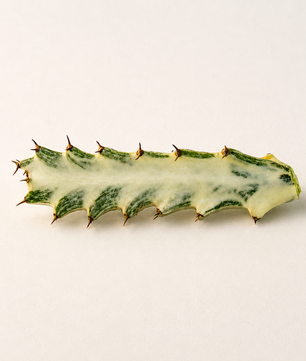 Euphorbia lactea 'Ghost' Cactus Cutting