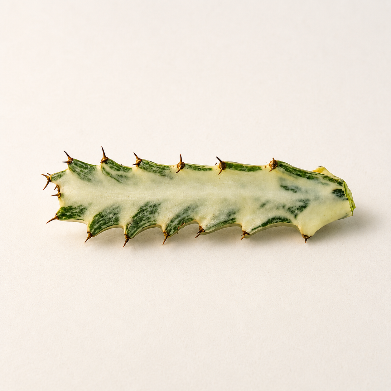 Euphorbia lactea 'Ghost' Cactus Cutting