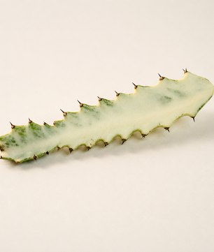 Euphorbia lactea 'Ghost' Cactus Cutting