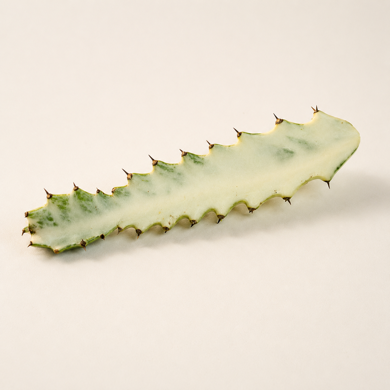 Euphorbia lactea 'Ghost' Cactus Cutting