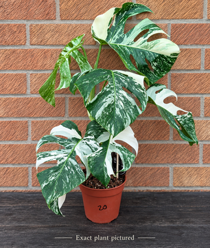 (Choose your own) 40 - 60cm Variegated Monstera Albo 15cm Pot House Plant