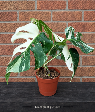 (Choose your own) 40 - 60cm Variegated Monstera Albo 15cm Pot House Plant