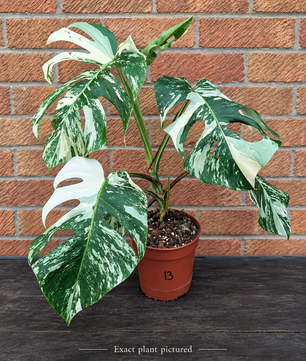 (Choose your own) 40 - 60cm Variegated Monstera Albo 15cm Pot House Plant