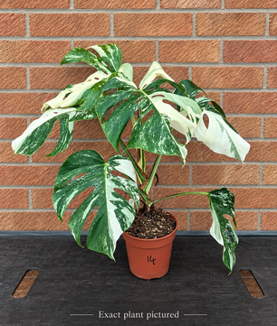 (Choose your own) 40 - 60cm Variegated Monstera Albo 15cm Pot House Plant