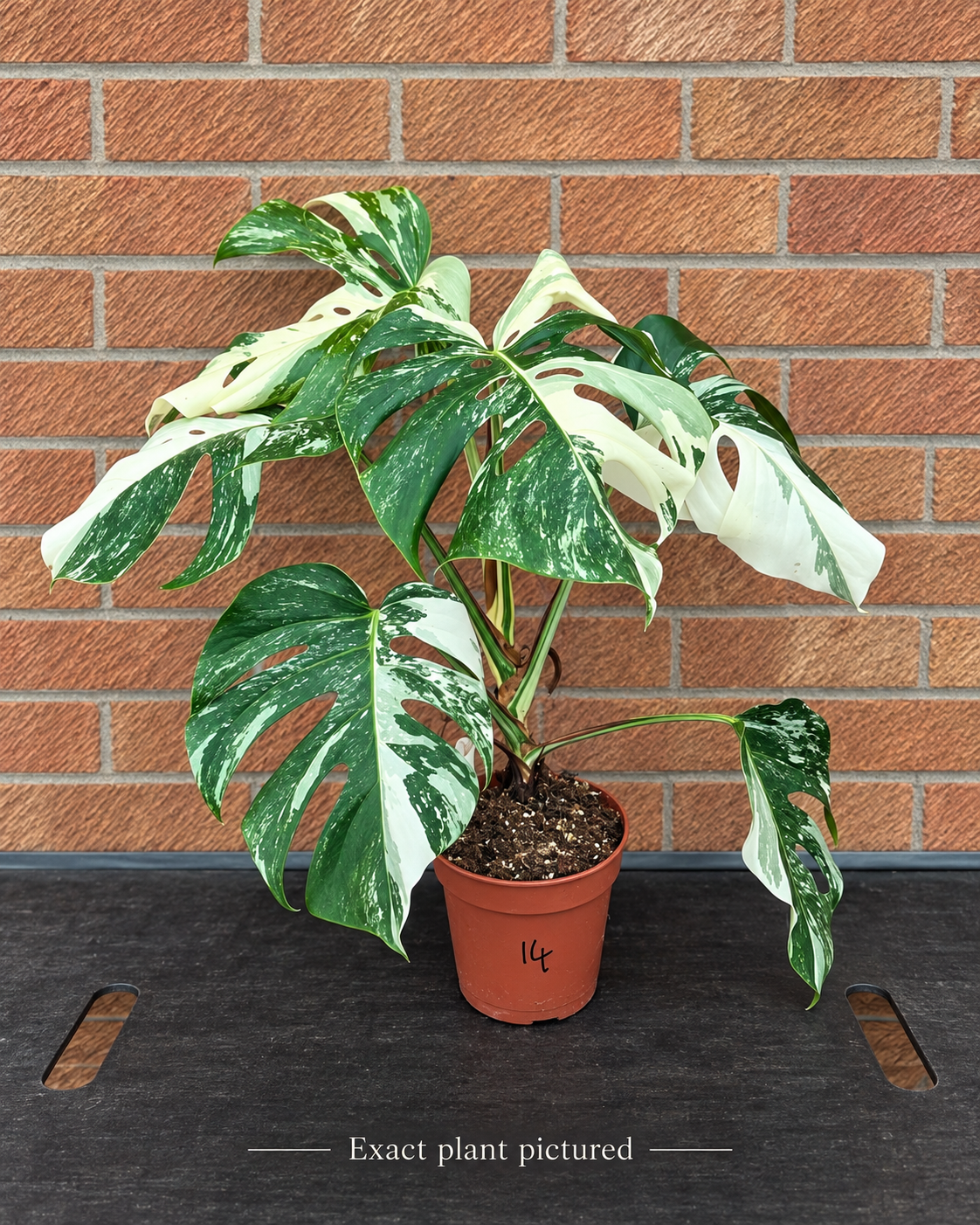 (Choose your own) 40 - 60cm Variegated Monstera Albo 15cm Pot House Plant