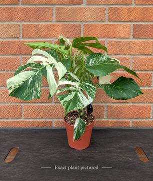 (Choose your own) 40 - 60cm Variegated Monstera Albo 15cm Pot House Plant