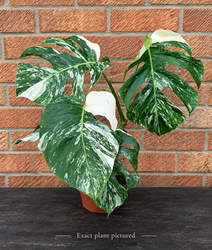 (Choose your own) 40 - 60cm Variegated Monstera Albo 15cm Pot House Plant